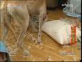 ���������硷���Ƶĳ���