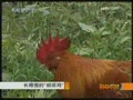 [ÿ��ũ��]�������ġ����뼦��(2009.6.23)