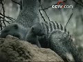 <a href=/video/VIDE1240583520282861 target=_blank>[Ԥ��Ƭ]��ɫ�ռ䣺�弯ϵ�н�Ŀ��������ģ��</a>