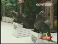 [�Ͷ�����] ���غ������� ��ʨ��Ծ�