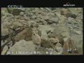 ����ը��ţ�߹��ӵ��´��ʯͷ