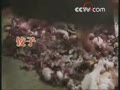 [Ԥ��Ƭ]������ʮ��ˮ��ţ����