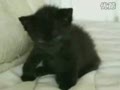 ����è�� ���ֲ��������˵�