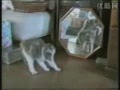 ����Цèè���� ��ȫ