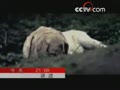 [Ԥ��Ƭ]���������ص����˹����ϣ���7��4�գ�