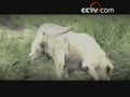 [Ԥ��Ƭ]���������ص����˹����£���7��5�գ�