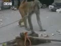 ��Ц��ͷ���ӱ������̾���װ��