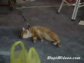 ����װ���ĸ�Цè����Ƶ