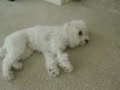����С���ᵯ���ٺͼ���