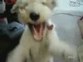 С����ҡ���ֵľ�������