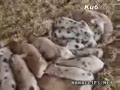 ʵ�İߵ�С���������ķ�Ӧ