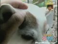 ��Ц��ʷ�ϳ������Ĺ�