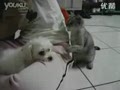 ʷ����Ƿ���è