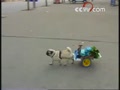 �ܸ�С�� ����ȥ���