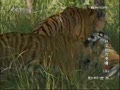 ���������硷������Ļ�Х������