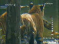 ���������硷������Ļ�Х���ģ�