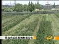 [致富经]狼山鸡农庄里的财富玄机；挣钱全靠减掉4斤水（2009.7.1）
